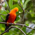 San Martín, el corazón verde del Perú: Sus bosques sostienen la vida y enfrentan el cambio climático