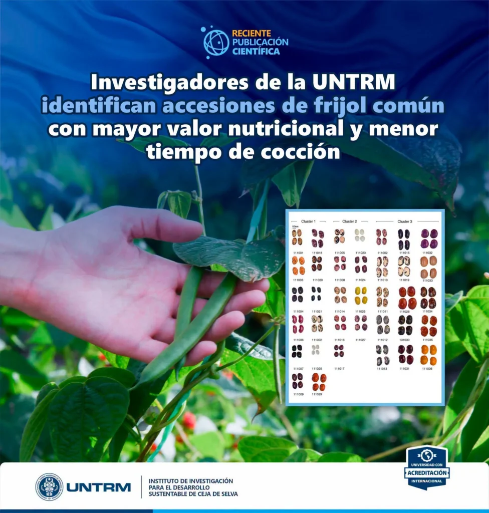 Investigación de la UNTRM identifica variedades de frijol con mayor valor nutricional y menor tiempo de cocción