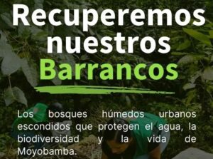 Moyobamba apuesta por recuperar sus barrancos, los bosques urbanos que sostienen la vida