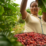 Sombra de café que salva el bosque: la lección de vida y progreso en Marona – Moyobamba