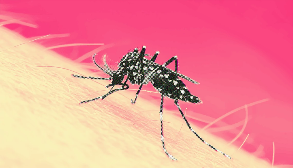 DENGUE EN LA REGION SAN MARTIN
