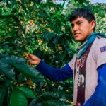 Impulsan más de S/215 mil en créditos para familias productoras de café y cacao de la Amazonía