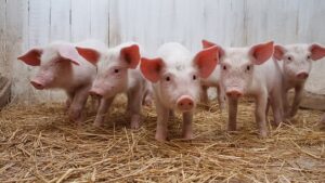 Genómica molecular del microbioma bacteriano intestinal en lechón destetado, una alternativa para la sostenibilidad de la producción porcina
