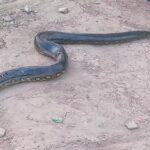 Boa de tres metros genera alarma en asentamiento humano de Yurimaguas y reabre el debate sobre la convivencia con la fauna silvestre