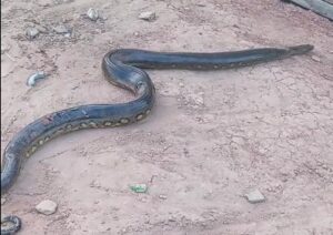 Boa de tres metros genera alarma en asentamiento humano de Yurimaguas y reabre el debate sobre la convivencia con la fauna silvestre