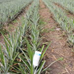 Agricultura con menos agroquímicos y alimentos más saludables