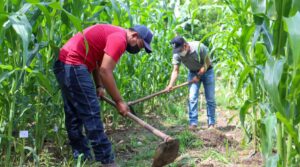 Cumbre mundial clave sobre desertificación: Latinoamérica llega a la COP17 entre sequías, El Niño y presión por producir alimentos
