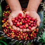 Café de calidad: San Martín busca convertir el récord peruano en mejores oportunidades para sus productores