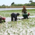 Agricultores de San Martín podrían beneficiarse de mejoras en el Seguro Agrario Catastrófico desde 2027