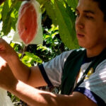 Una barrera ecológica para proteger el cacao de la polilla