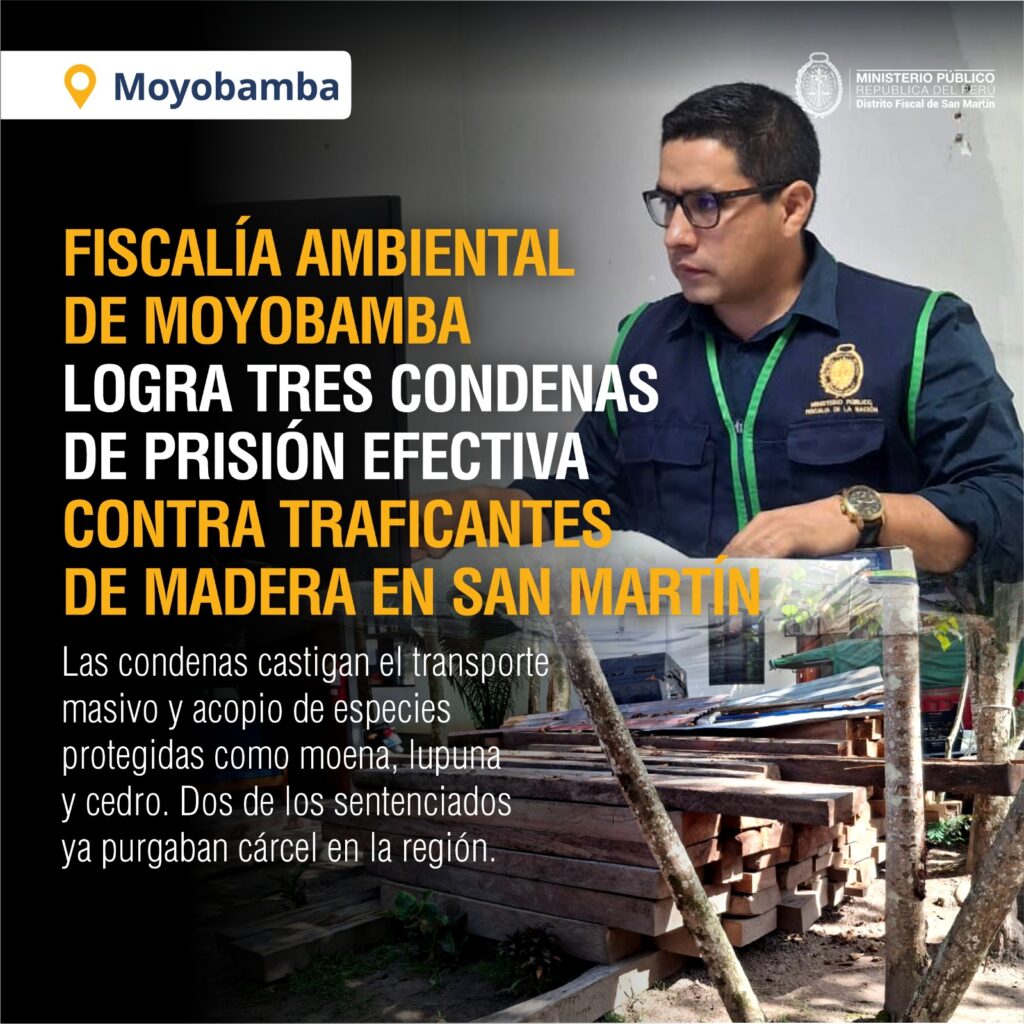 Tres condenas de prisión efectiva por tráfico ilegal de madera en San Martín