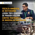 Tres condenas de prisión efectiva por tráfico ilegal de madera en San Martín