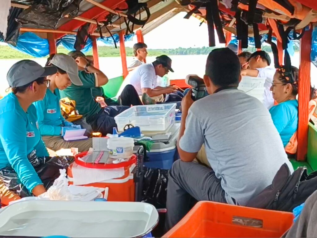 Diversidad de nuestra amazonia: Descubren el primer caso de leucismo (anomalía genética) en un pez del río Ucayali