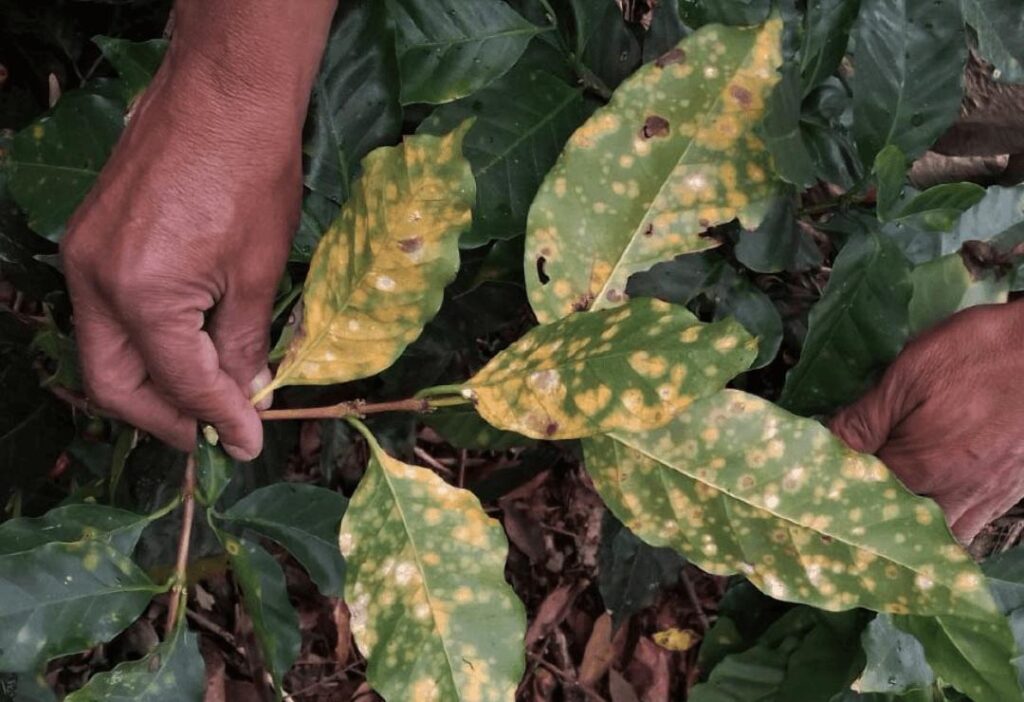 Ciencia amazónica identifica hongos benéficos para combatir la roya del café
