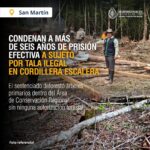 Seis años y diez meses de prisión para talador ilegal que deforestó el área de conservación regional cordillera escalera
