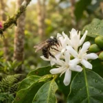 El tesoro de la selva: Abejas nativas sin aguijón elevan en 24% la producción de café en la Amazonía