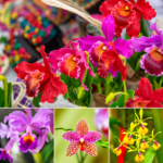 Moyobamba celebra el 30° Festival de la Orquídea: Sin bosques, nuestras orquídeas en riesgo