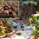 En Rumizapa: ANA autoriza el vertimiento de más de 20 mil m³ de aguas residuales en la quebrada Romeroyacu