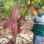 Suelos en UCI: La agricultura regenerativa como única tabla de salvación para el cacao en la región San Martín