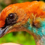 Científico peruano revela el trabajo silencioso de las aves para regenerar los bosques