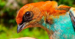 Científico peruano revela el trabajo silencioso de las aves para regenerar los bosques