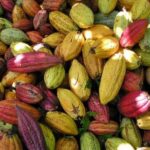 Radiografía de una crisis anunciada: El colapso del cacao en San Martín exige transformar el campo antes de soñar con la industria