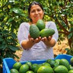El oro verde del Perú: Auge de la palta Hass consolida su impacto social y posiciona al país como segundo productor mundial