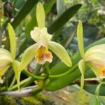 El florecimiento de la Amazonía: Hacia una gran red turística y sostenible de orquídeas que trasciende las fronteras de Moyobamba